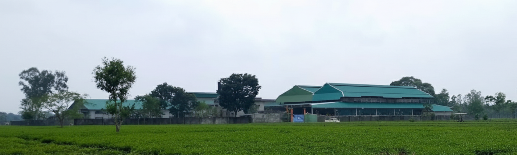 Tea factory